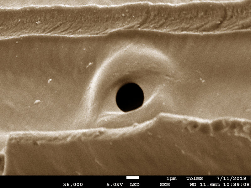 SUBJECT: An eye-shaped bordered pit found in a xylem tracheid. These pits enable transport of water from one cell to another.; CREDIT: Vijayasankar Raman, The University of Mississippi; METHOD/INSTRUMENT: JSM-7200FLV