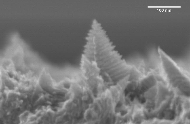 SUBJECT: Electrolessly deposited platinum surface showing Christmas tree-like growth; CREDIT: Cian McKeown, Univeristy of Limerick; METHOD/INSTRUMENT: JEOL JCM-5700