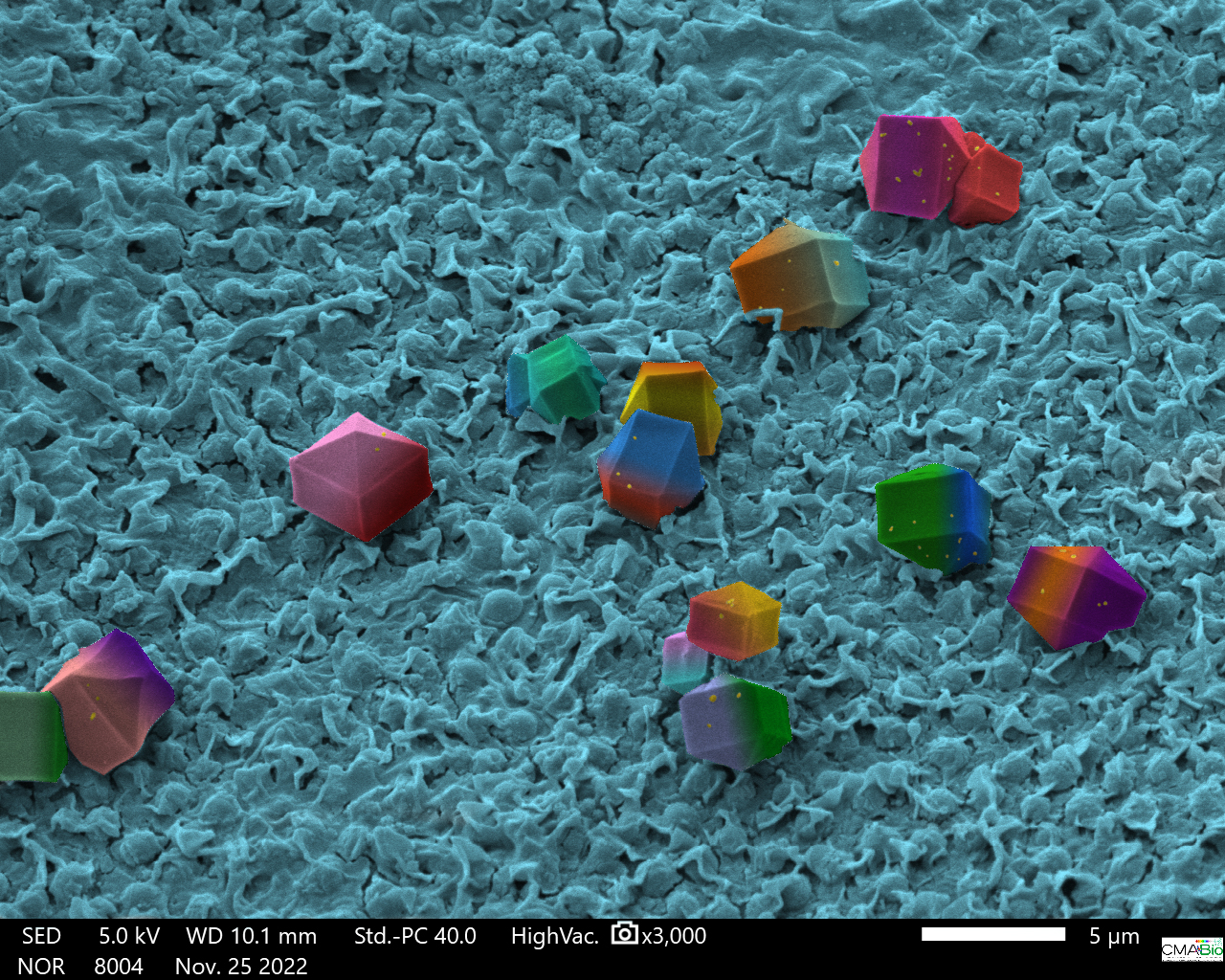 TITLE: Polygonal food; SUBJECT: Residual sugar from feeding process in the surface of ant from genre Paratrachymirmex sp; CREDIT: Jander Matos Guimarães, Érica Marinho do Vale, CMABio/UEA; METHOD/INSTRUMENT: JSM IT 500HR