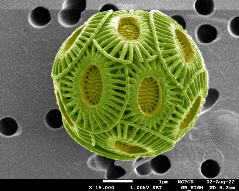 TITLE: A nanoplankton Ball; SUBJECT: A coccosphere of a calcareous nanoplankton of species 'Emiliania huxleyi' from Southern Indian Ocean; CREDIT: Sahina Gazi, National Centre for Polar and Ocean Research (NCPOR), Goa; METHOD/INSTRUMENT: JEOL JSM-7610F FESEM