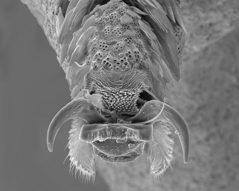 SUBJECT: Cryptaspasma bipenicella (Lepidoptera); CREDIT: Christi Jaeger, Mississippi Entomological Museum; METHOD/INSTRUMENT: JEOL JSM-6500F FE-SEM
