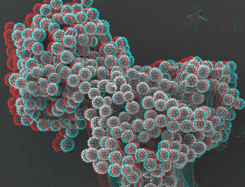 SUBJECT: Hibiscus pollen (Rose of Sharon); CREDIT: Howard Berg, Danforth Plant Science Center; METHOD/INSTRUMENT: fresh tissue, stereo   pair, red-cyan glasses required / JSM 6010 (InTouch Scope)