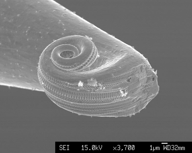 SUBJECT: A tungsten scanning tunnelling microscopy (STM) needle that was run along a chemically-vapour deposited diamond surface for several hours, resulting in a rolled up tip with indents of the diamond grains; CREDIT: Tomas Martin, University of Bristol; METHOD/INSTRUMENT: JSM-5600LV