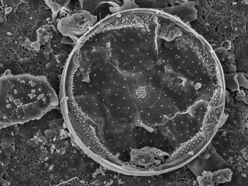 SUBJECT: Gold sputtered diatom, 1800x at 10kV; CREDIT: Rob Flickenger; METHOD/INSTRUMENT: JSM-6320F