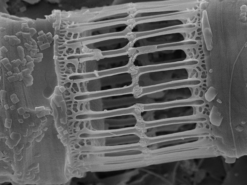 TITLE: Diatom 2; SUBJECT: Gold sputtered diatom, 7500x at 10kV; CREDIT: Rob Flickenger; METHOD/INSTRUMENT: JSM-6320F
