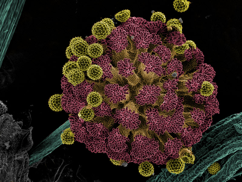 TITLE: Seeds on the cradle; SUBJECT: Pollen grains over stigma of aster flower (Symphyotrichum Tradescantii); CREDIT: Flavio Guerra Loureiro, Vallourec; METHOD/INSTRUMENT: JEOL 6360