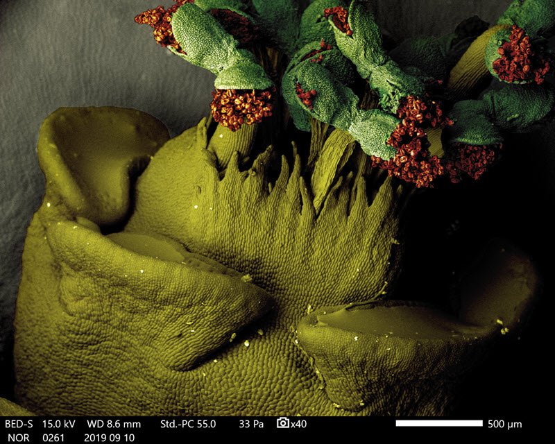 SUBJECT: Euphorbia milii flower details; CREDIT: Rachel Rachid and Jander Matos, Center for Analysis of Biomedical Phenomena of the University of State of Amazonas - CMABio/UEA; METHOD/INSTRUMENT: JSM-IT500HR