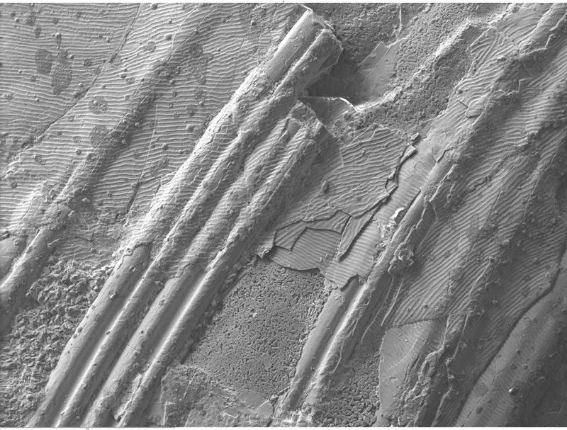 SUBJECT: Fossilized fish ribs from Knightia species. Eocene in age from the Green River Formation; CREDIT: Hector Garza, The University of Texas at Austin; METHOD/INSTRUMENT: JEOL-JSM-6490LV SEM