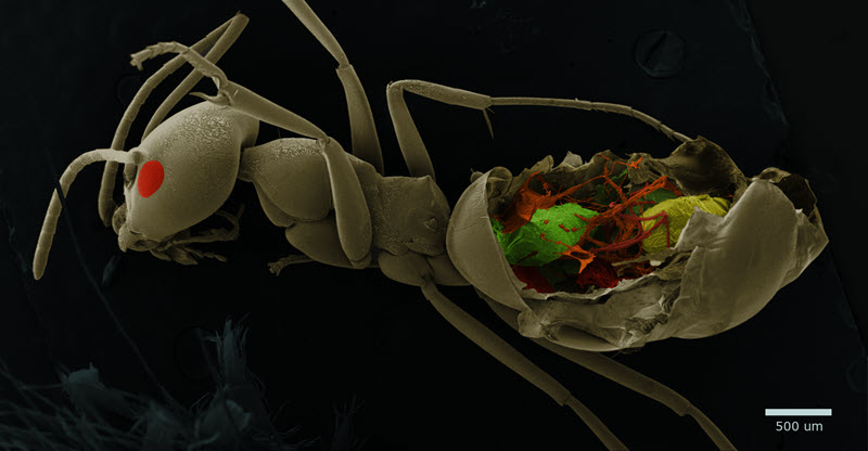 SUBJECT: SEM of an worker ant showing the internal organs of its gaster; CREDIT: Fábio Dossi, ITP; METHOD/INSTRUMENT: JEOL JSM-IT200LA