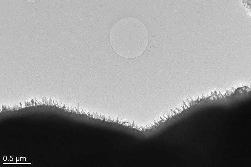 SUBJECT: Cu-oxide nano-wires (meadow) growing from bulk Cu (hill), on amorphous carbon support grid (the Moon).; CREDIT: Janez Zavašnik, Jožef Stefan Institute; METHOD/INSTRUMENT: JEOL JEM-2100 LaB6 TEM