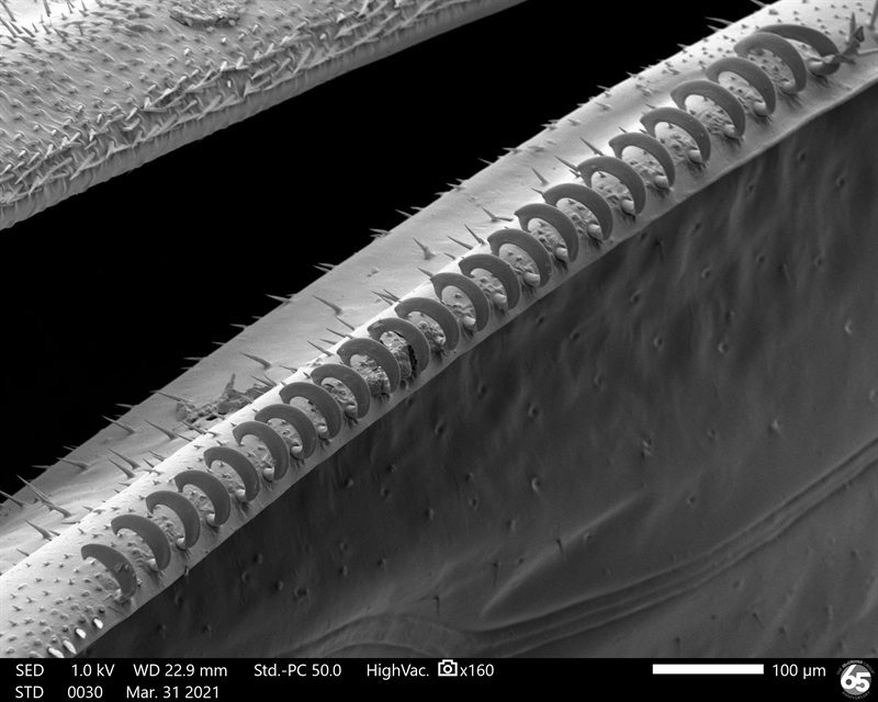 SUBJECT: Hamuli on a Hymenoptera (honey bee) used to interlock the anterior and posterior wings; CREDIT: Josephine Mueller, The McCrone Group, Inc.; METHOD/INSTRUMENT: JSM-IT700HR