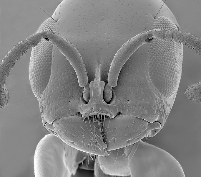 SUBJECT: details of the head of an Ant; CREDIT: Jose R Almodovar - University of Puerto Rico Mayaguez Campus; METHOD/INSTRUMENT: JEOL 5410 LV