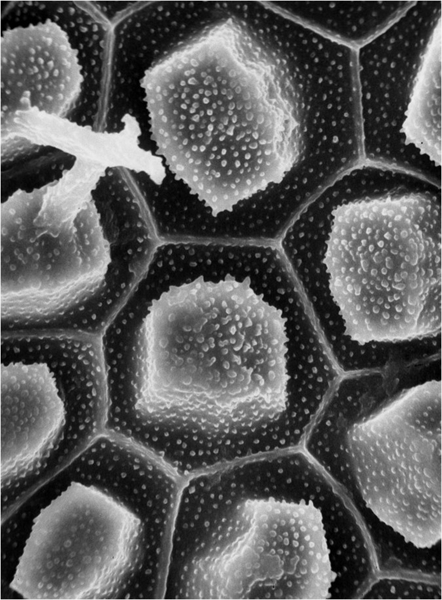 SUBJECT: Prism crystals in seed epidermal cells of an Oxalis sp; CREDIT: Harry Horner, Iowa State University