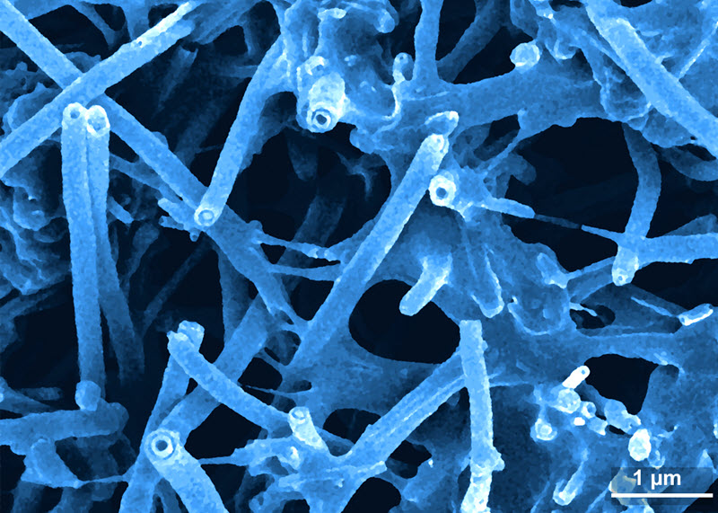 SUBJECT: A carbon nanofiber composite network made through Damage Induced Surface Texturing. The image is colorized; CREDIT: Navid Namdari, University of Toledo; METHOD/INSTRUMENT: JEOL JSM-7500F