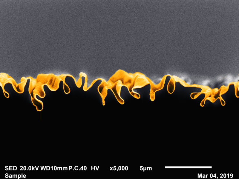 TITLE: Nano-folded Au catalyst; SUBJECT: We deposited 60 nm of Au on a heat-shrinkable polymer, and heated the film at 200 C for 3 mins to form the nano-folded Au catalyst; CREDIT: Kam Sang Kowk, Johns Hopkins Univ. - Nano Lett. 2019, 19, 12, 9154-9159 Nov 18, 2019 https://doi.org/10.1021/acs.nanolett.9b04564; METHOD/INSTRUMENT: JEOL JSM-IT100 SEM