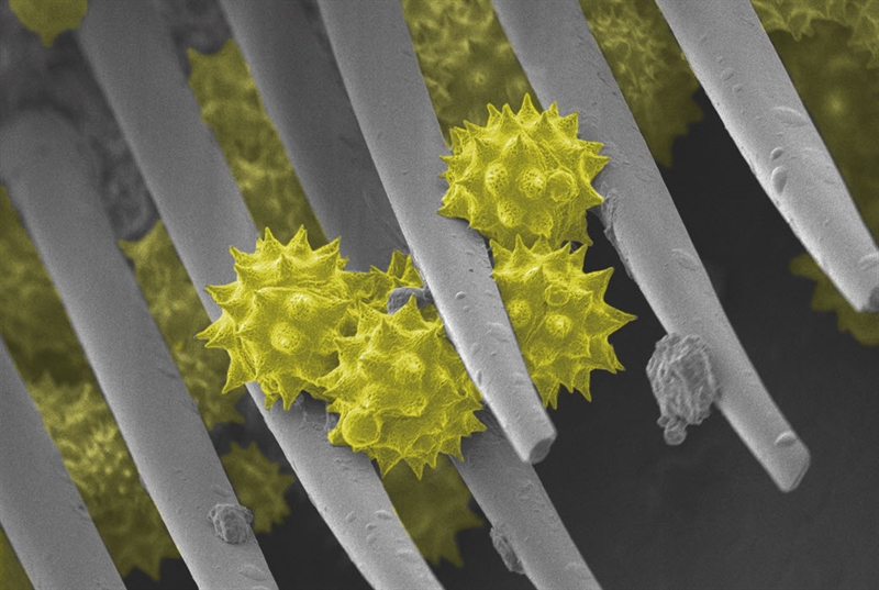 SUBJECT: Pollen on the leg of a bee; CREDIT: Jonathan Franks, Center for Biologic Imaging; METHOD/INSTRUMENT: JEOL JSM-6335F SEM