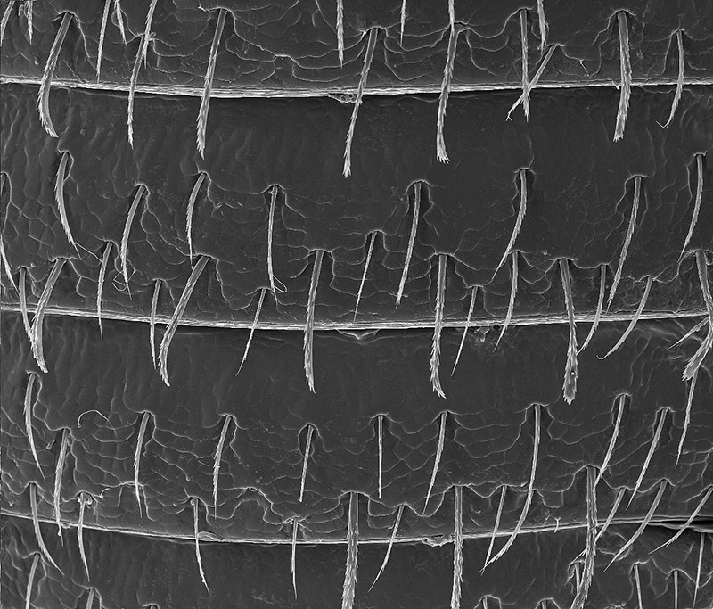 SUBJECT: Details in the body of Coffee Borer, Hypothenemus hampei; CREDIT: Jose R. Almodovar - University of Puerto Rico, Mayaguez Campus; METHOD/INSTRUMENT: Dried, gold coated. JEOL SEM 5410 LV