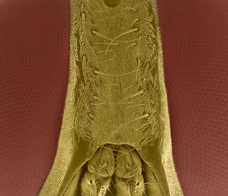 SUBJECT: Tsetse Fly closeup of head: this is the cause of sleeping sickness; CREDIT: Jose R. Almodovar - University of Puerto Rico, Mayaguez Campus; METHOD/INSTRUMENT: Dried, gold coated, psudocolor. JEOL SEM 5410 LV