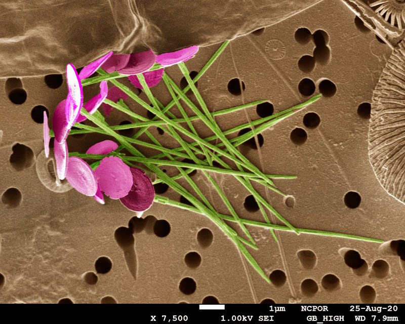 TITLE: Marine Flowers; SUBJECT: Calcareous nanoplankton from the Southern Indian Ocean.; CREDIT: Sahina Gazi, National Centre for Polar and Ocean Research (NCPOR), Goa; METHOD/INSTRUMENT: JEOL JSM-7610F FE-SEM