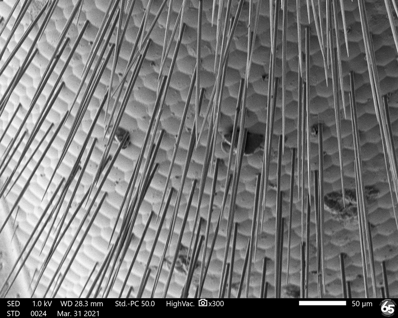 SUBJECT: The compound eye of a honeybee contains hair at the intersection of the compound lenses; CREDIT: Josephine Mueller, The McCrone Group, Inc.; METHOD/INSTRUMENT: JSM-IT700HR