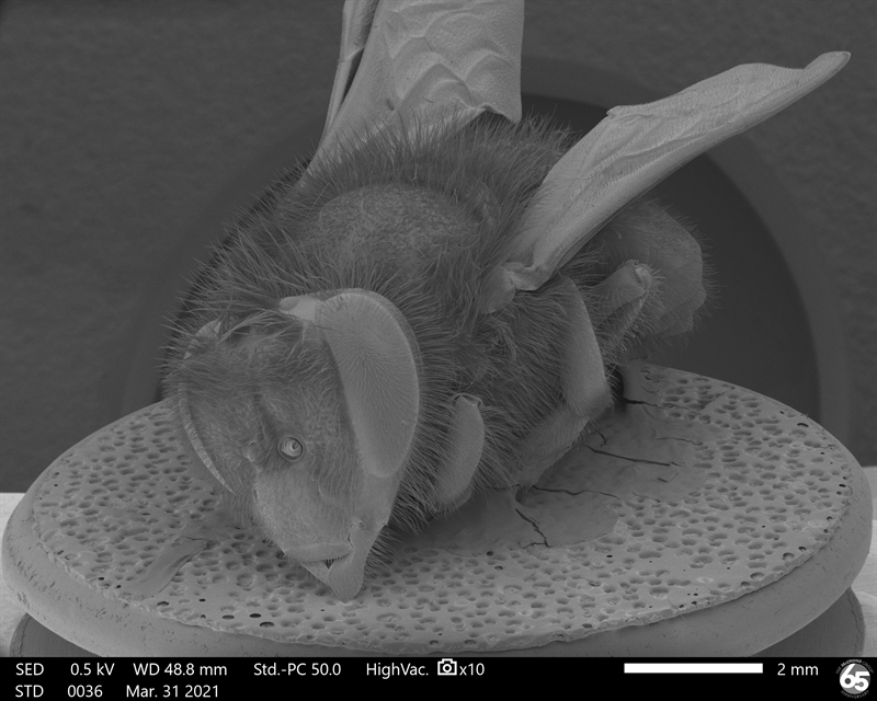 SUBJECT: This full view of a honeybee shows how the entire body is covered in small hairs, even the wings; CREDIT: Josephine Mueller, The McCrone Group, Inc.; METHOD/INSTRUMENT: JSM-IT700HR