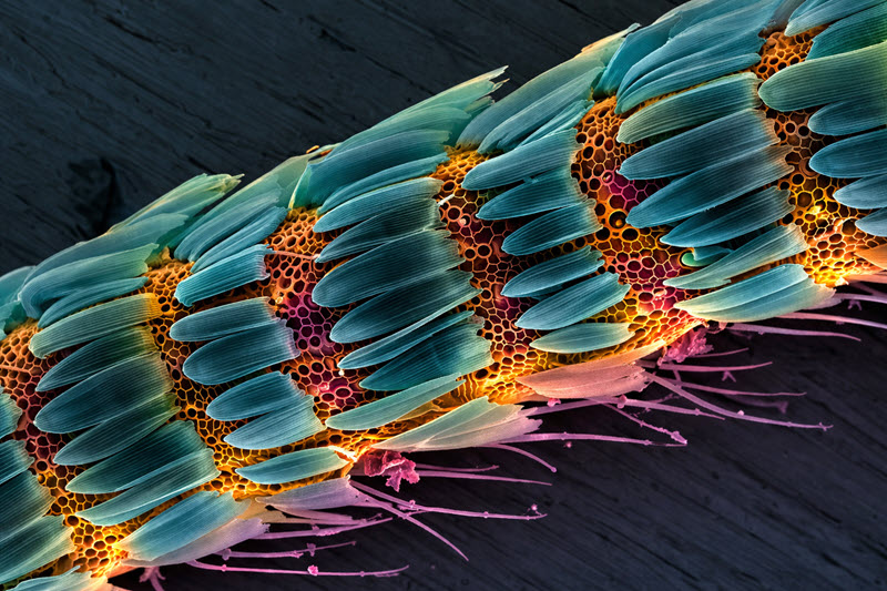 TITLE: moth; SUBJECT: iridescent moth in vibrant colors; CREDIT: Baljeet Kaur, institute of nano science and technology; METHOD/INSTRUMENT: JSM-7610FPlus