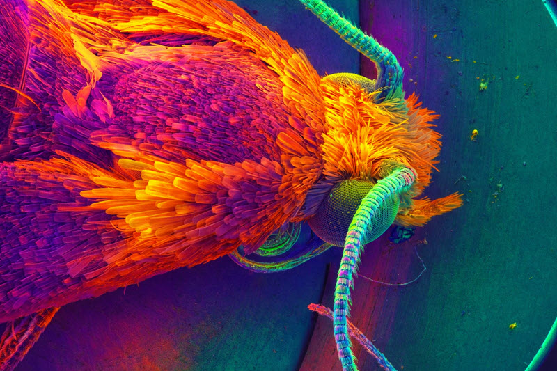 TITLE: MOTH FACE; SUBJECT: iridescent moth FACE in vibrant colors; CREDIT: Baljeet Kaur, institute of nano science and technology; METHOD/INSTRUMENT: JSM-7610FPlus
