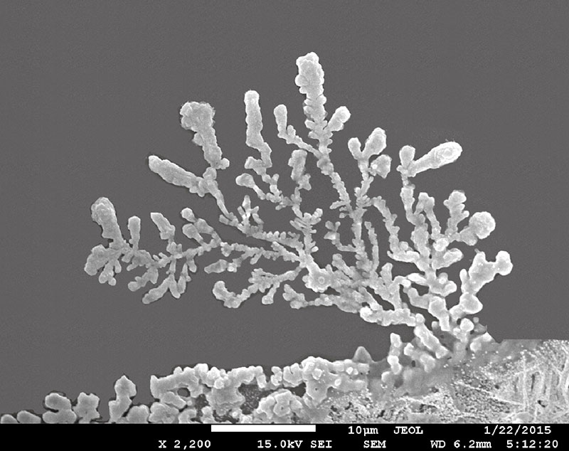 SUBJECT: Micro-shrub structure of methylammonium lead iodide perovskite; CREDIT: Kunwu Fu, Energy Research Institute @ NTU; Nanyang Technological University; METHOD/INSTRUMENT: JSM-7600F field emission SEM
