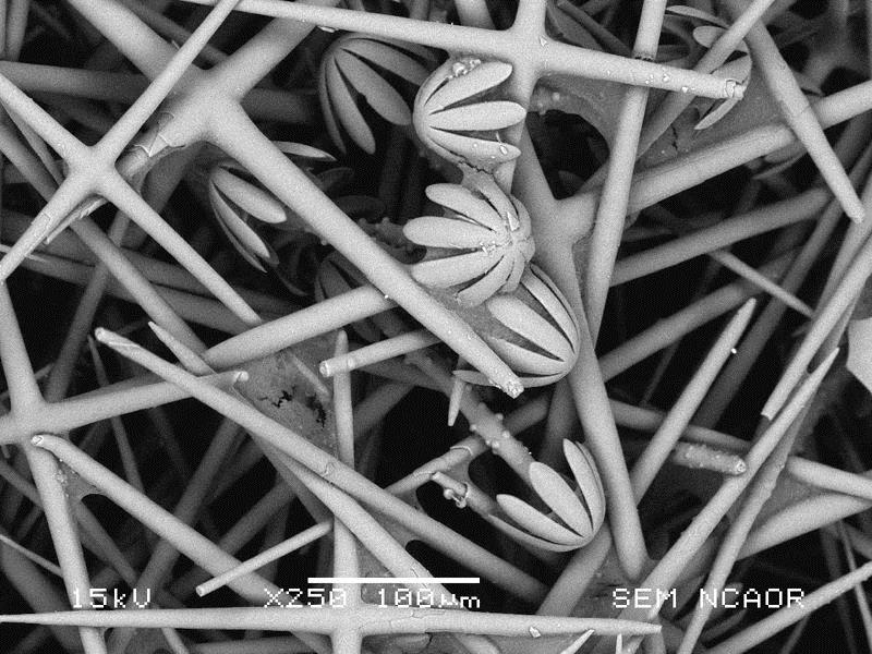 SUBJECT: Sponge Spicules within the surface sediments of Antarctica; CREDIT: Sahina Gazi, National Centre for Antarctic and Ocean Research, GOA; METHOD/INSTRUMENT: JEOL JSM-6360LV SEM, Sputter Coated (Pt)