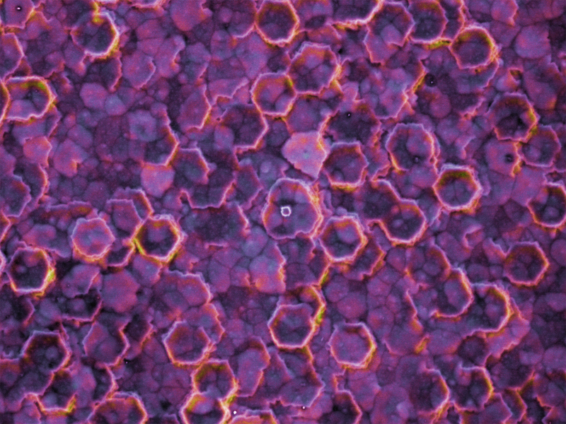 TITLE: Ultraviolet lace; SUBJECT: Surface morphology of AlGaN semiconductor material. Overlay of a backscattered electron image (showing topography) and cathodoluminescence image (revealing the light emission properties); CREDIT: Lucia Spasevski, University of Strathclyde; METHOD/INSTRUMENT: JXA-8530F EPMA