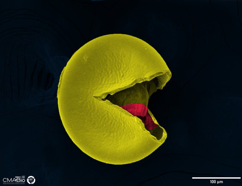 TITLE: Micro-pacman; SUBJECT: Cyst from Artemia salina with low resistance surface; CREDIT: Jessica Araujo Marques; Jander Matos Guimarães -, State University of Amazonas (UEA); METHOD/INSTRUMENT: JSM IT500 HR