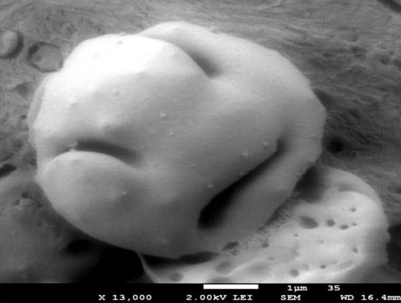 SUBJECT: PBS Microsphere after Solvent Extraction; CREDIT: Sepehr Ravati; METHOD/INSTRUMENT: JEOL JSM-7600F