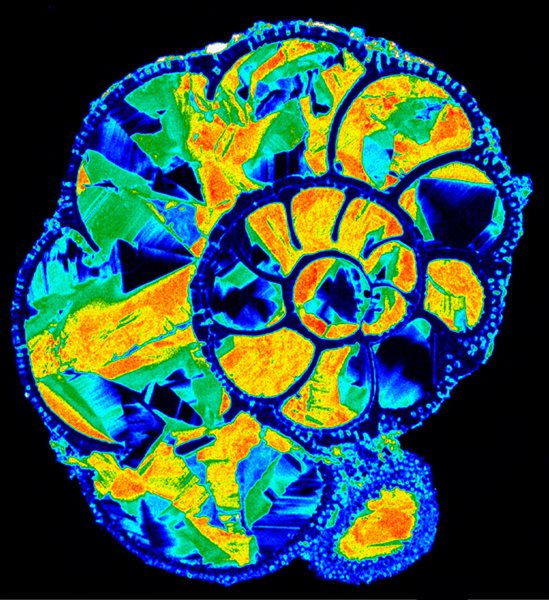 TITLE: Foraminifera; SUBJECT: Distribution of Mg in a foraminifera; CREDIT: Anette von der Handt, University of Minnesota; METHOD/INSTRUMENT: JEOL JXA-8530FPlus