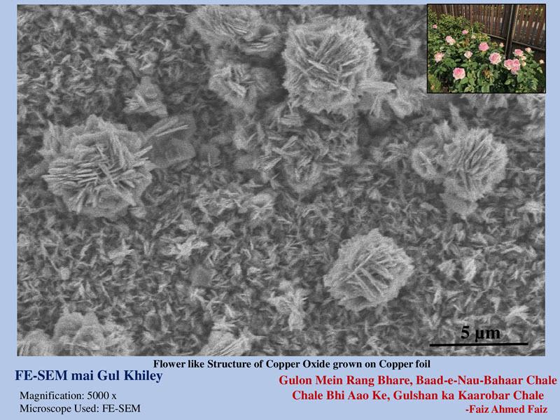 SUBJECT: Flower like Structure of Copper Oxide grown on Copper foil; CREDIT: Sangha Mitra, Indian Institute of Technology,Kanpur, India; METHOD/INSTRUMENT: JEOL