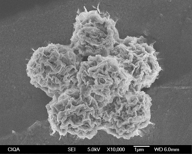SUBJECT: Hybrid nanoflowers assembled as real life flower, synthesized from crude soybean peroxidase and copper ions. It's goal is to catalize the polymerization of aniline in order to obtain a conductive polymer; CREDIT: Paola Jiménez Cárdenas, Centro de Investigación en Química Aplicada; METHOD/INSTRUMENT: FESEM JEOL JSM-7401F