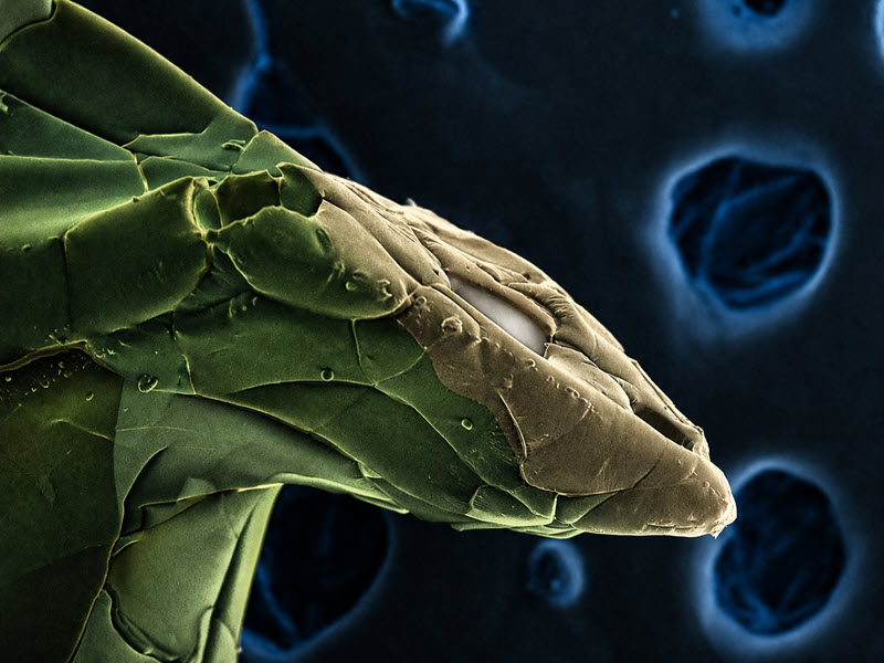 TITLE: Sea Turtle; SUBJECT: SEM micrograph of polymer samples developed at the university (Mackenzie Materials Laboratory); CREDIT: Wesley Costa Louro, Universidade Presbiteriana Mackenzie; METHOD/INSTRUMENT: JSM-6510 SEM