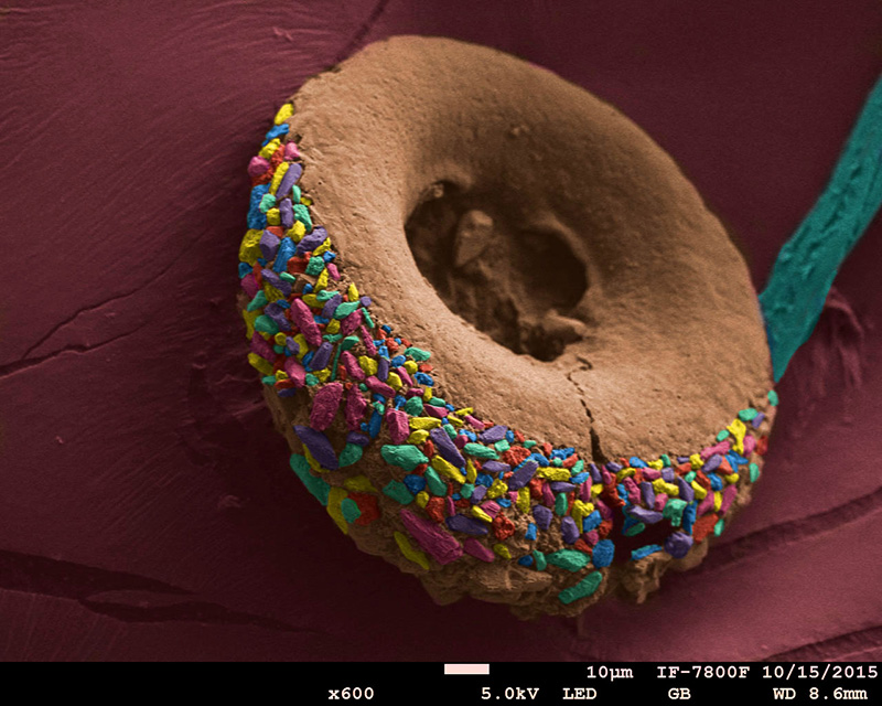 SUBJECT: Testate Amoebae of the specie Centropyxis discoides from the lake Muyil, Quintana Ro, México.; CREDIT: Dr. Samuel Tehuacanero-Cuapa, Central Microscopy Laboratory, Institute of Physics and Institute of Geology, UNAM, México. Institut für Geosysteme und Bioindikation (IGeo), TU-Braunschweig, Germany.; METHOD/INSTRUMENT: Lower electron detector and Gentle Beam - JEOL JSM-7800F SEM