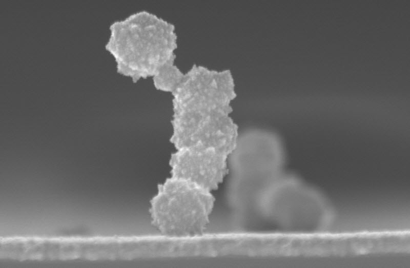 SUBJECT: 200nm Platinum nanocrystals grown vertically during electroless deposition. The growth pattern is due to rapid nucleation.; CREDIT: Cian McKeown, Univeristy of Limerick; METHOD/INSTRUMENT: JCM-5700 SEM