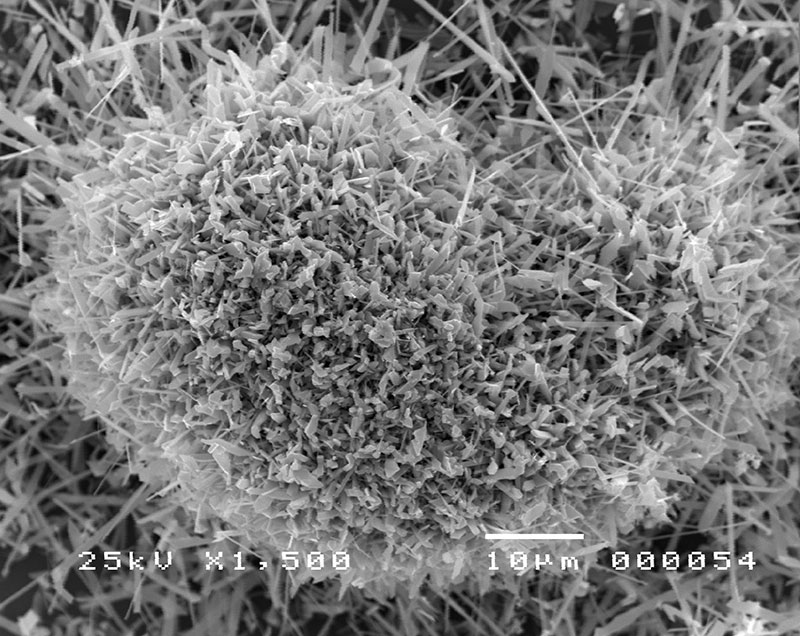 SUBJECT: Tin Oxide Nanomaterial; CREDIT: Jonathan C. Briones, De La Salle University; METHOD/INSTRUMENT: Horizontal Vapor Phase Crystal   Growth Technique / JEOL SEM 5310