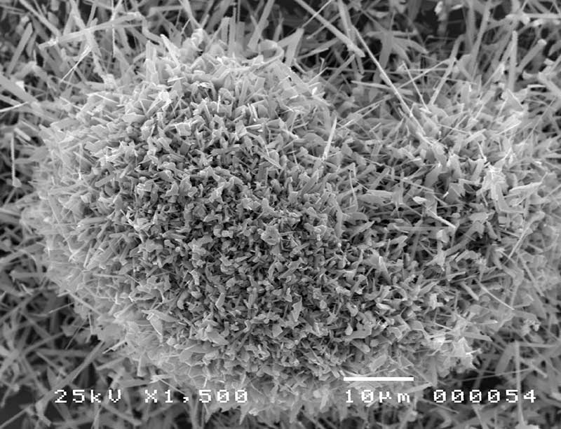 Subject: "Thorny Fat Heart" - Tin Oxide Nanomaterial; Credit: Jonathan C. Briones, De La Salle University; Method/Instrument: JSM-5310 Horizontal Vapor Phase Crystal Growth Technique