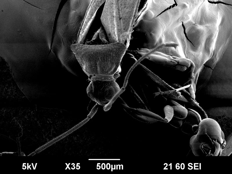 SUBJECT: Insects in DAG on an SEM stub for a lab experiment; CREDIT: Julie Tran, San Joaquin Delta College; METHOD/INSTRUMENT: JEOL SEM 6390
