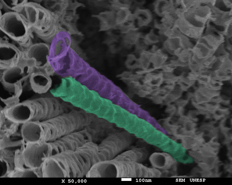 SUBJECT: TiO2 Nanotube; CREDIT: Vinayaraj Ozhukil Kollath, UNESP, Bauru; METHOD/INSTRUMENT: Colored using GIMP, JEOL JSM-7500F