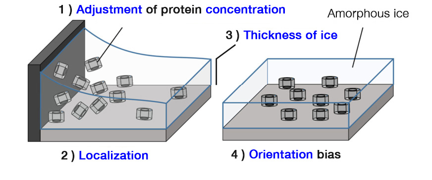 Issues in sample preparation by ice-embedding method