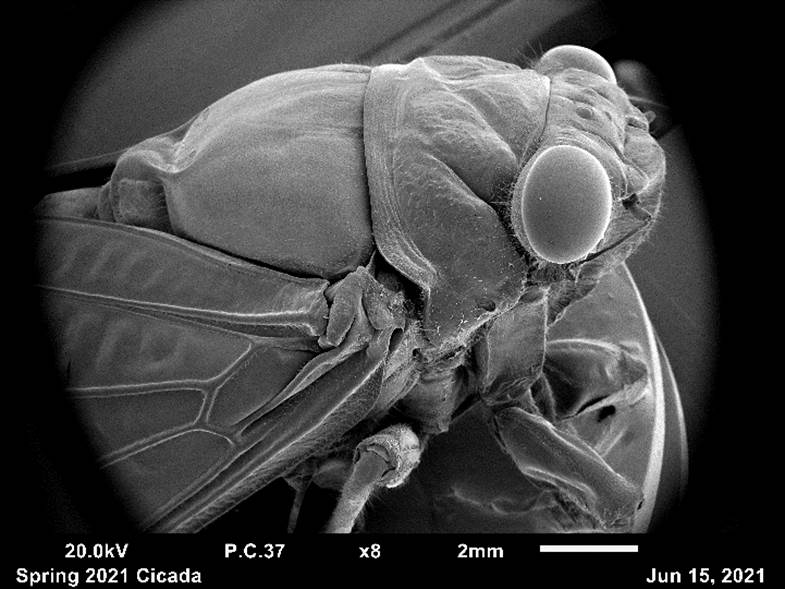 SEM image of Cicada – Spring 2021