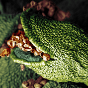 Image Alt Text