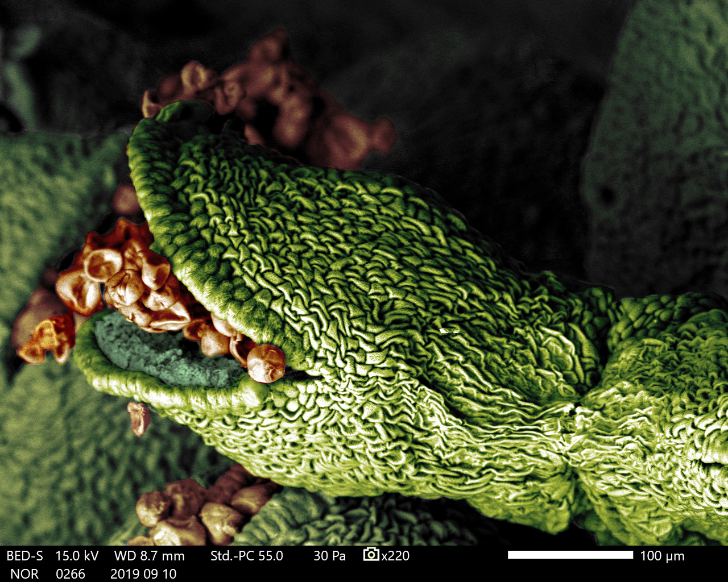 Euphorbia milii anthera details
