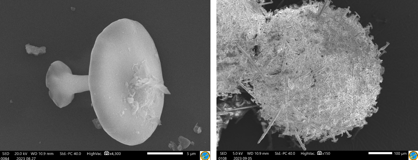 Freshwater Sponge Research Updates 90-year-old Data for Michigan