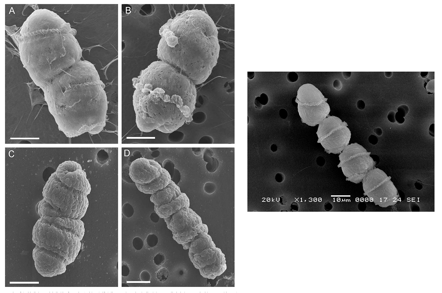 Plankton Samples. Cochlodinium.spp