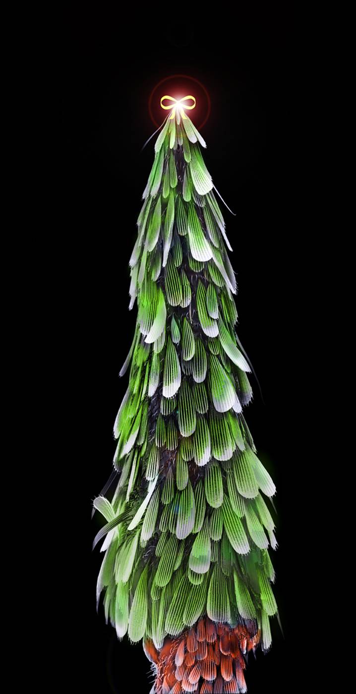 Mosquito leg (resembling a Christmas tree) – Sheri Neva