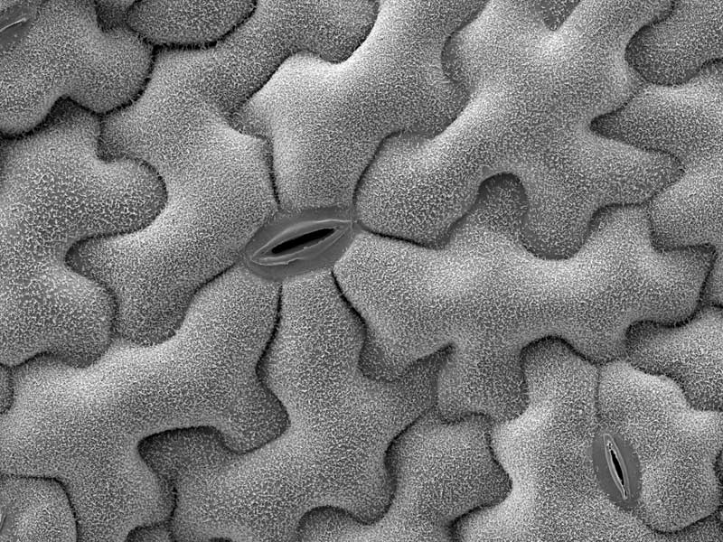 Epidermis and stimata of a leaf from a wild plant